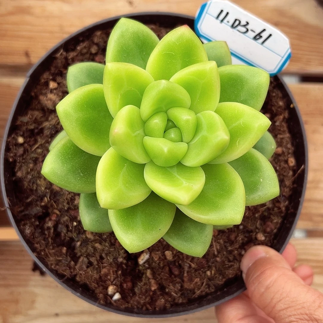 1103-61碧波仙子。