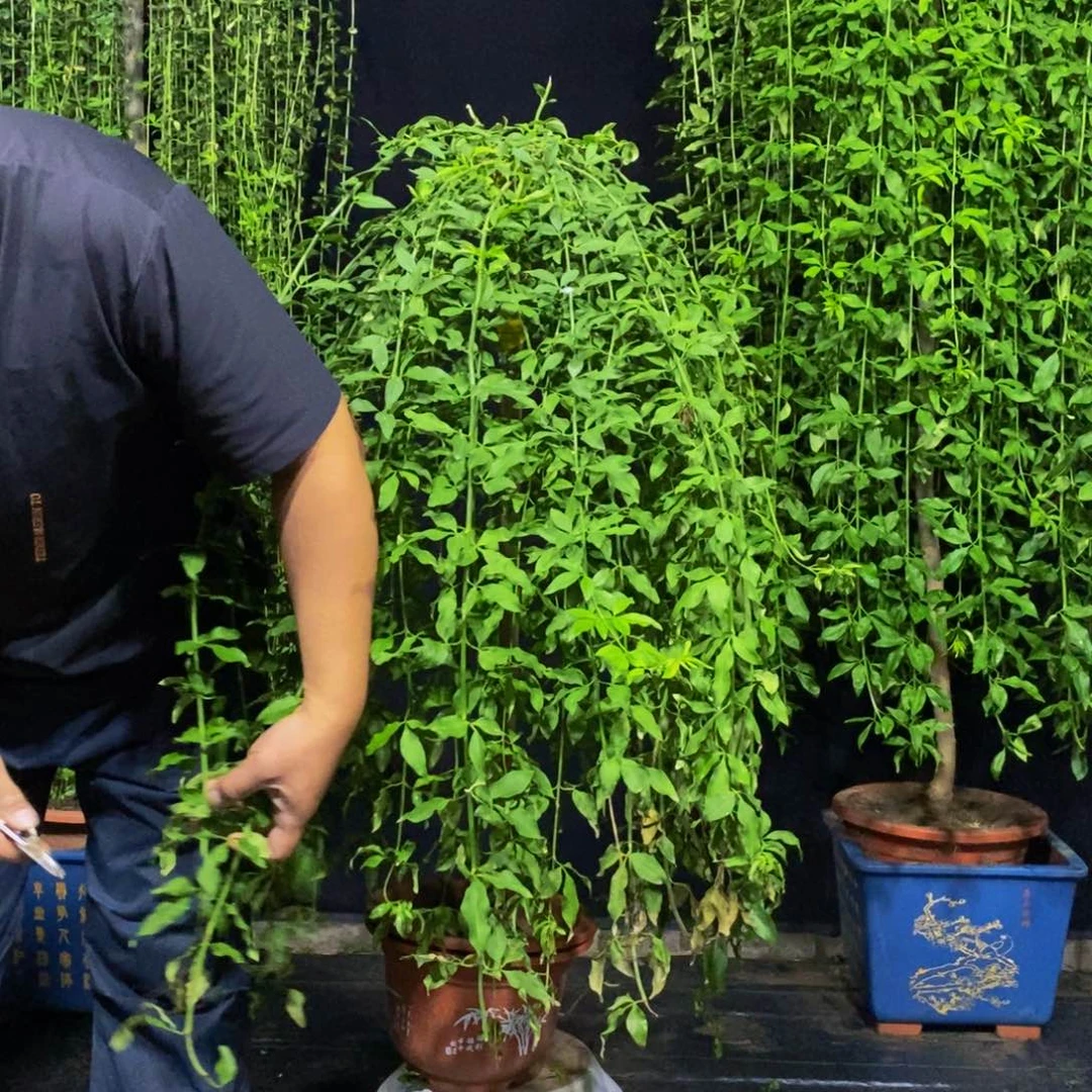 探春花，一物一拍，