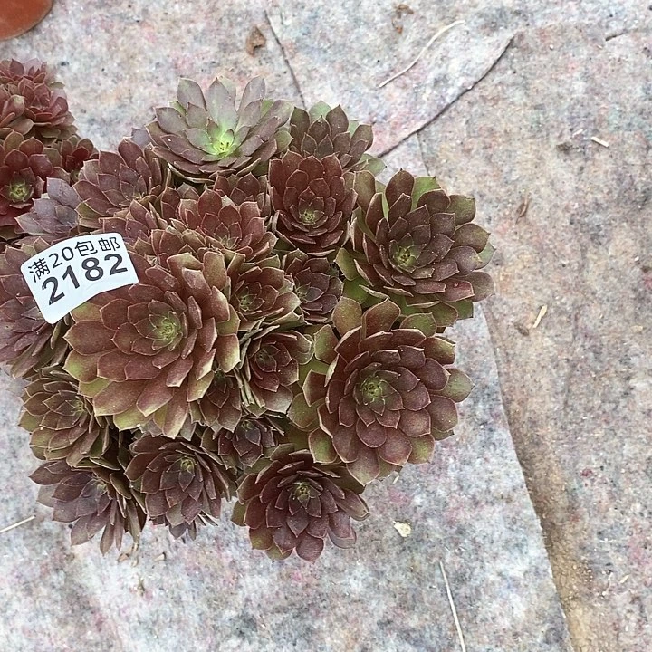 2182 一颗法师多肉