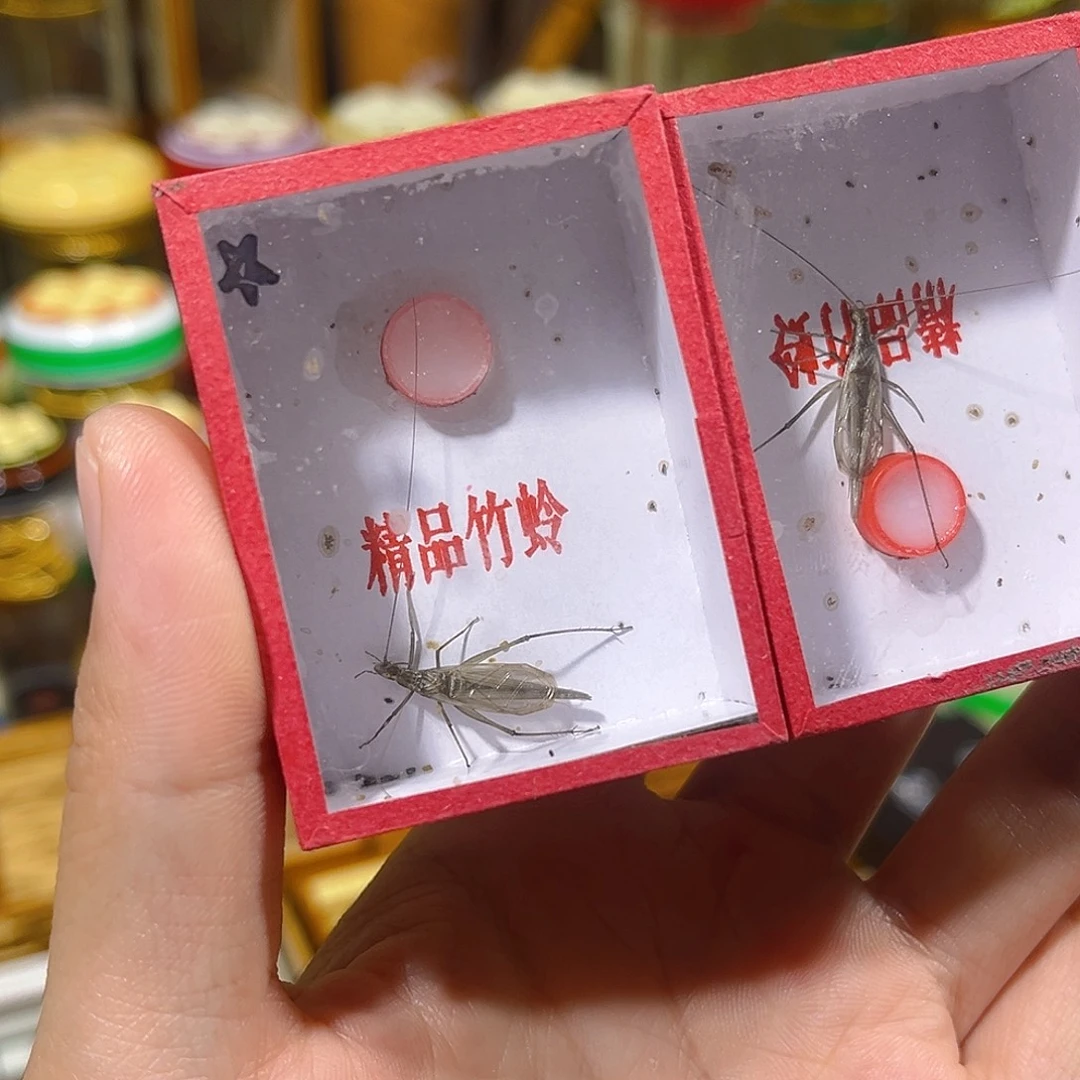 蟋蟀两只天水黑竹蛉