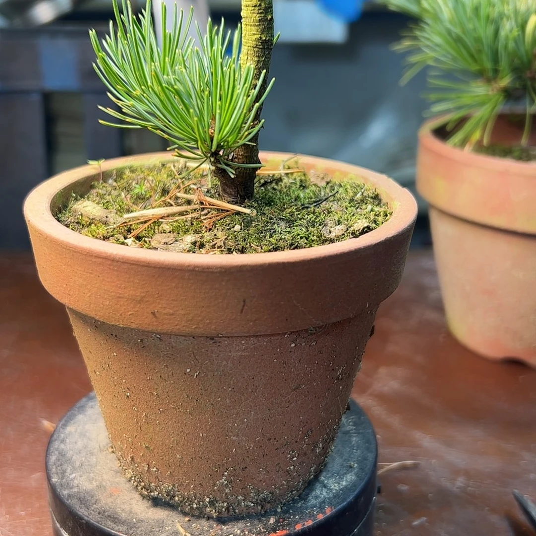 无花朵啦啦啦啦啦啦啦