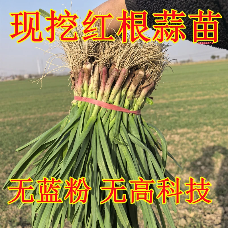 苏北现挖蒜苗农家自种蔬菜苗现挖蒜苗美现挖新鲜红根蒜苗3斤5斤
