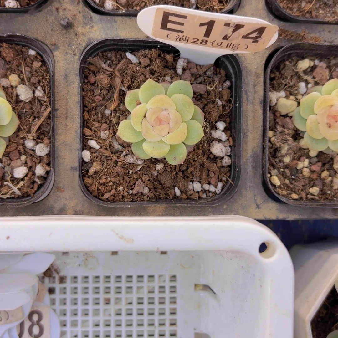 E174无尽灯一物一拍