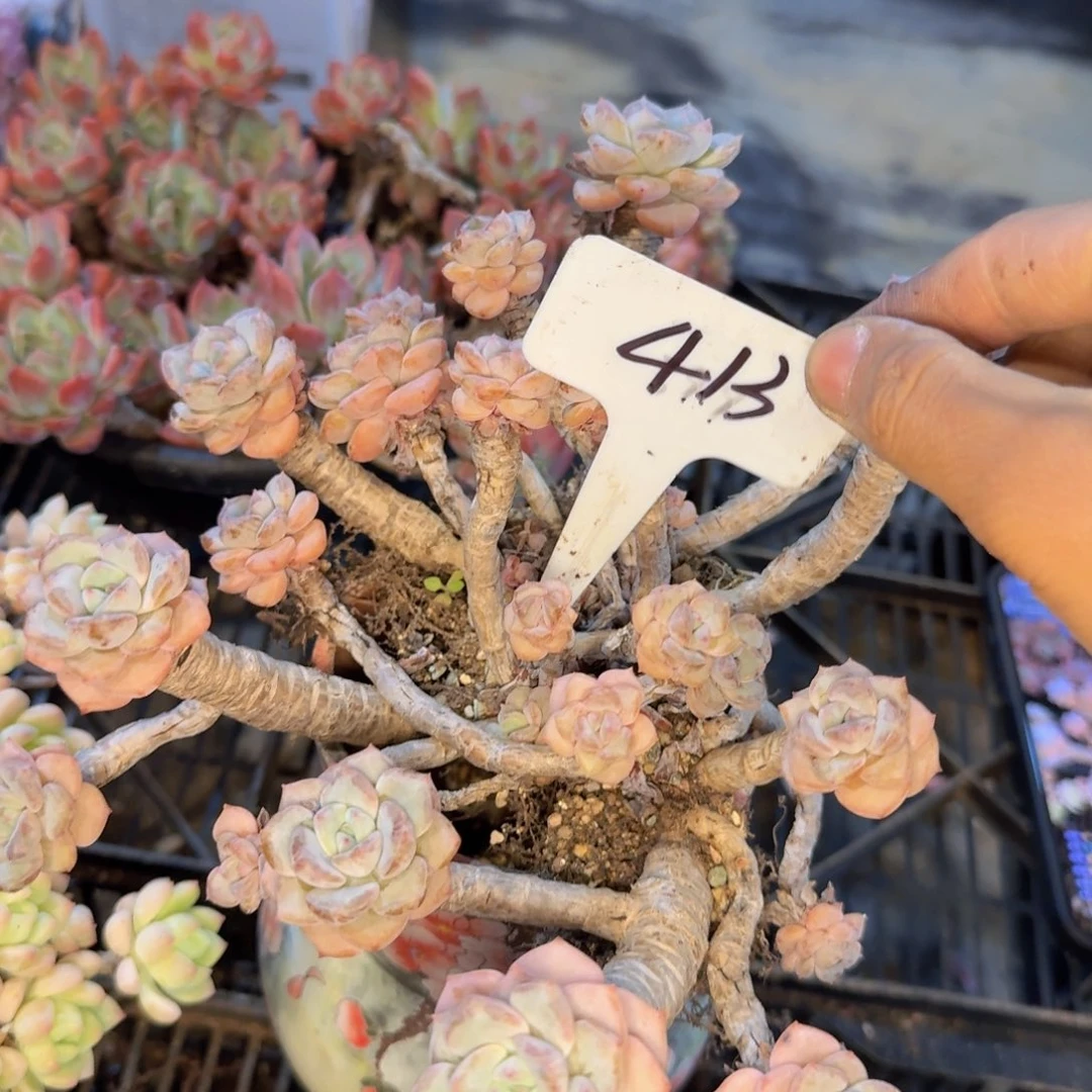 多肉植物的生长发育和生长