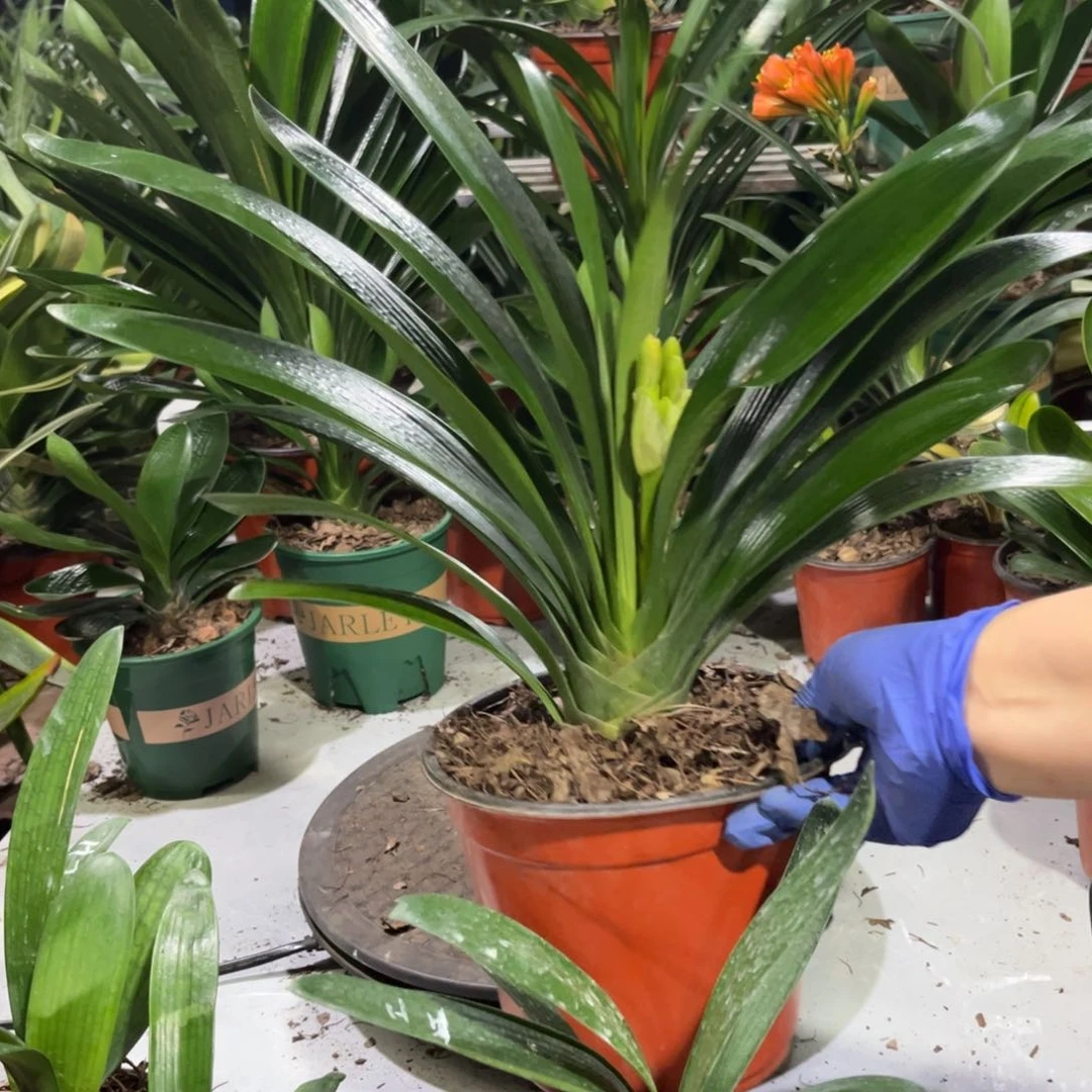 当前无花栽培后可以开花