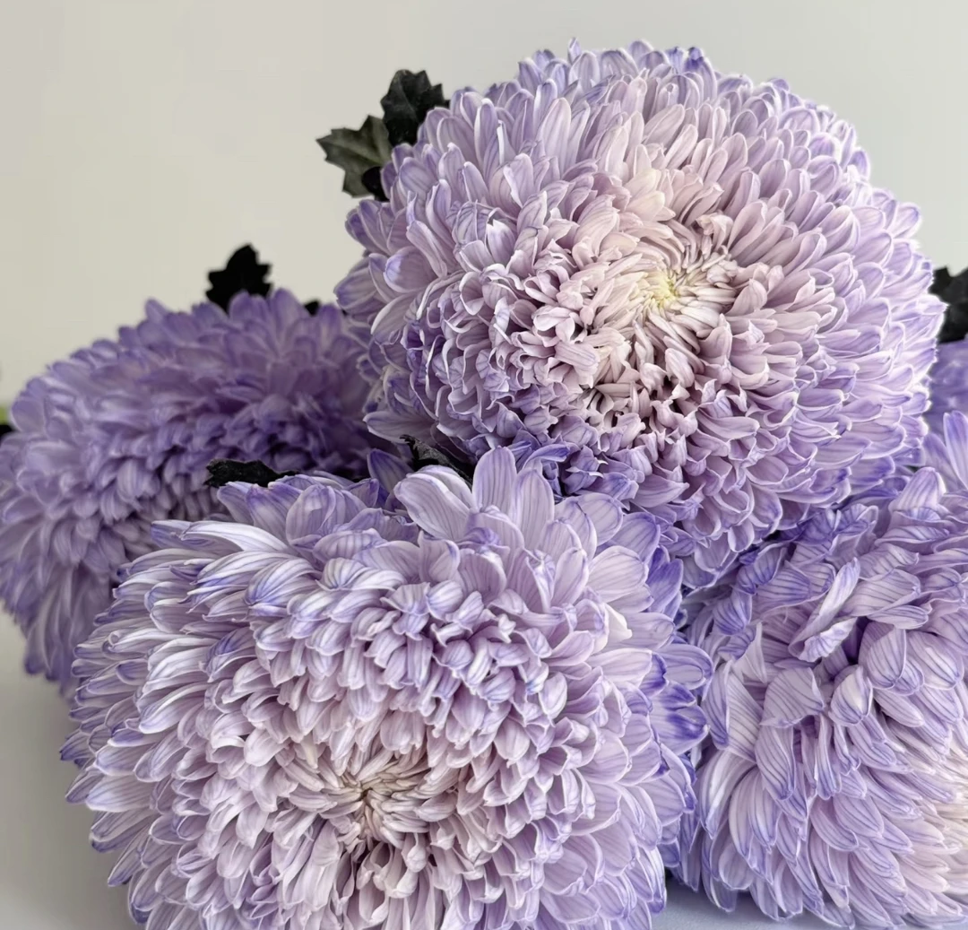 【牡丹菊】 香芋紫牡丹菊  5支 鲜花任意两单包邮