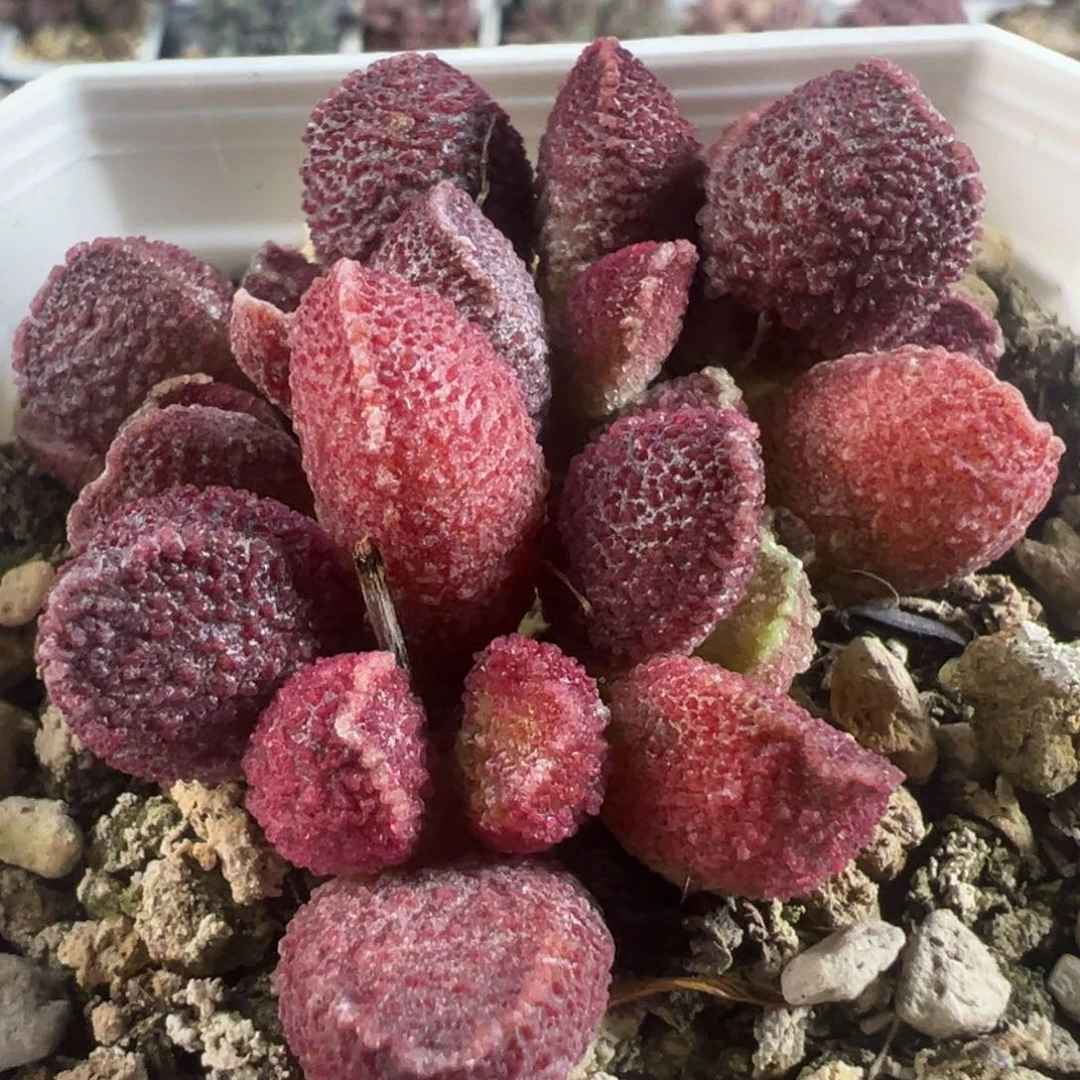 实生新品多头纯木质桩多肉植物