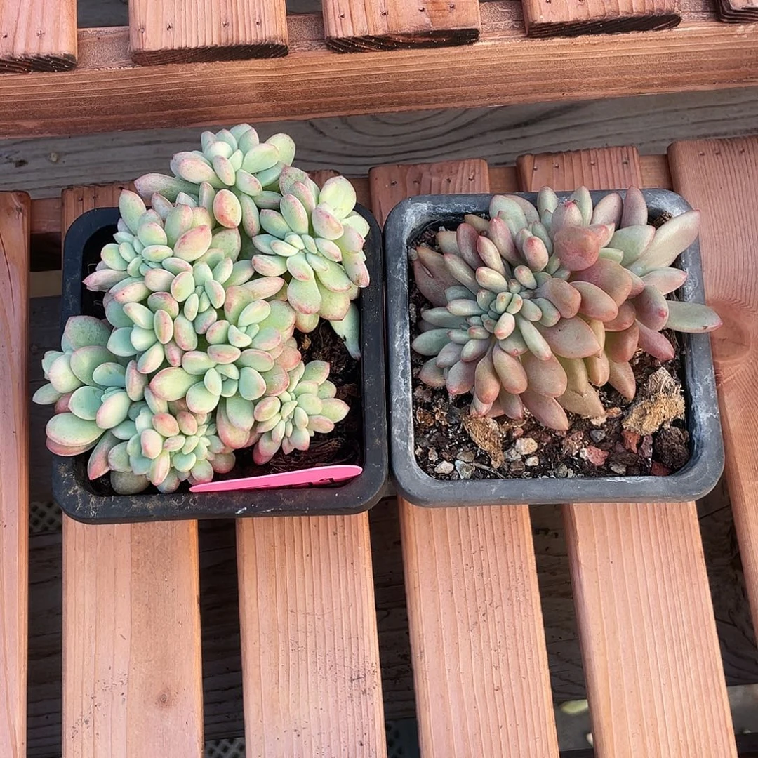 冰玉杂泡芙缀化组桃花源缀有切繁殖