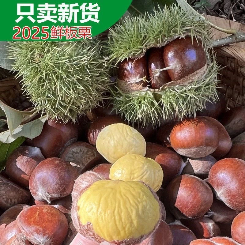 云南深山老树带壳新鲜板栗现摘现发粉糯香甜好剥皮