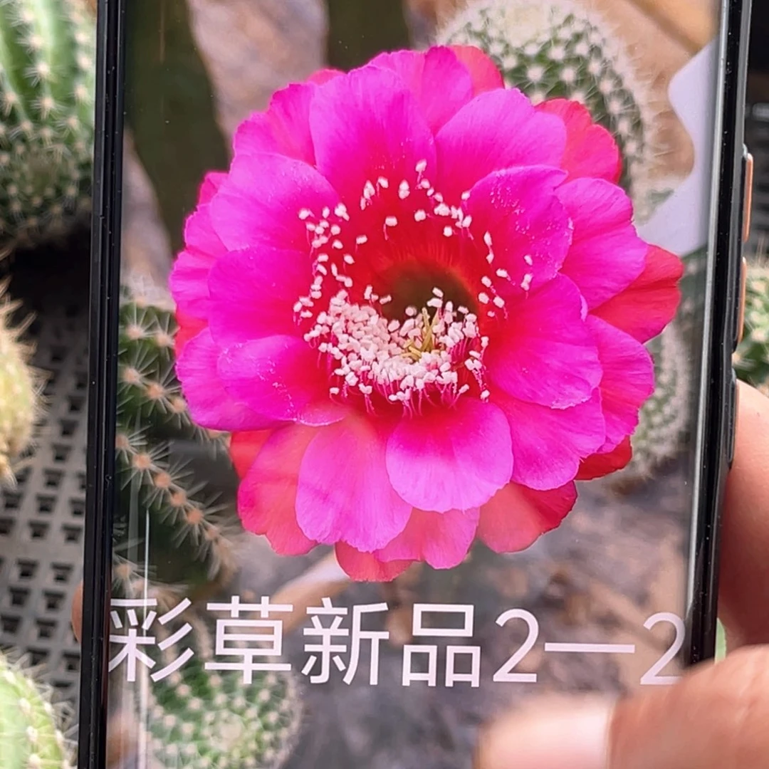 彩草 2–2侧芽 歪 满20包邮5公分
