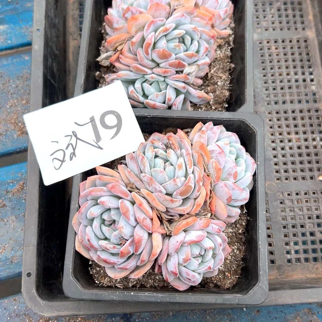 斌19南京相互促进
