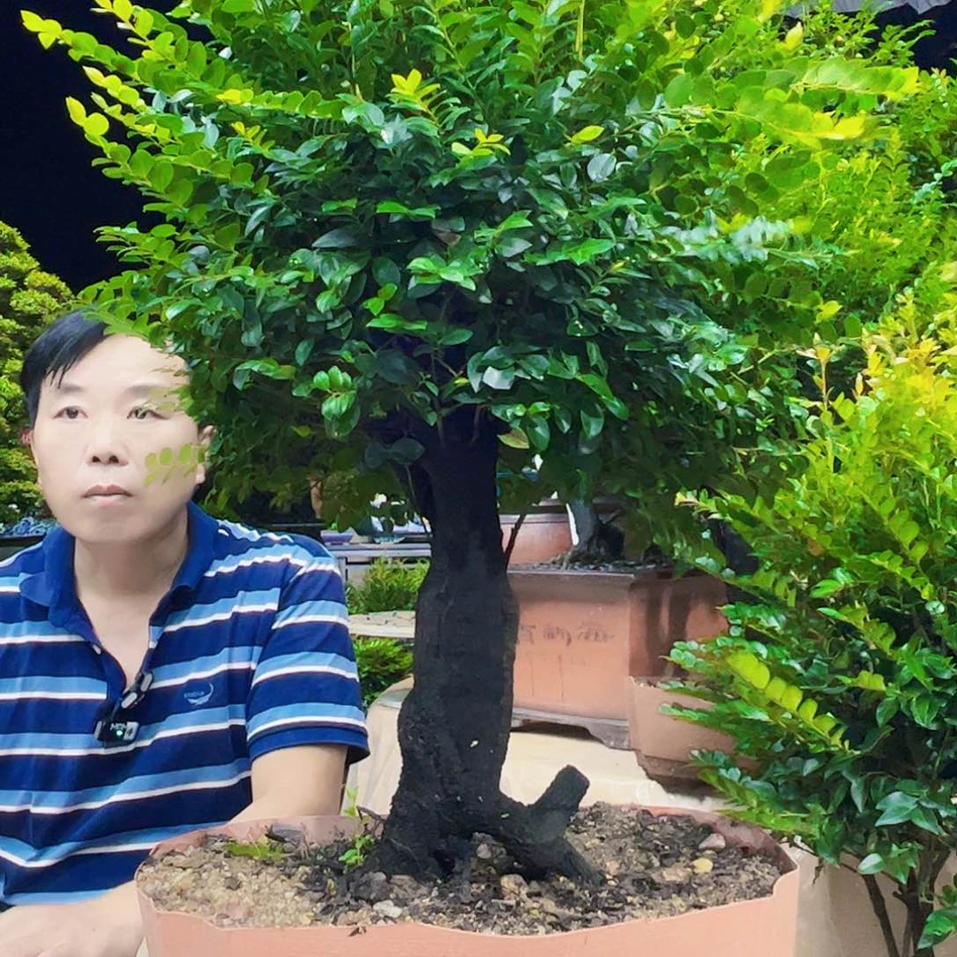 当前无花朵，栽培后可花朵H****i