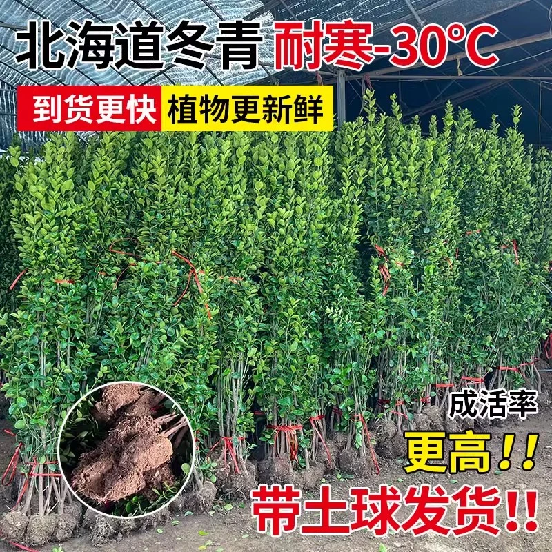 北海道冬青黄杨树苗围墙篱笆植物四季常青庭院绿篱围栏万年青