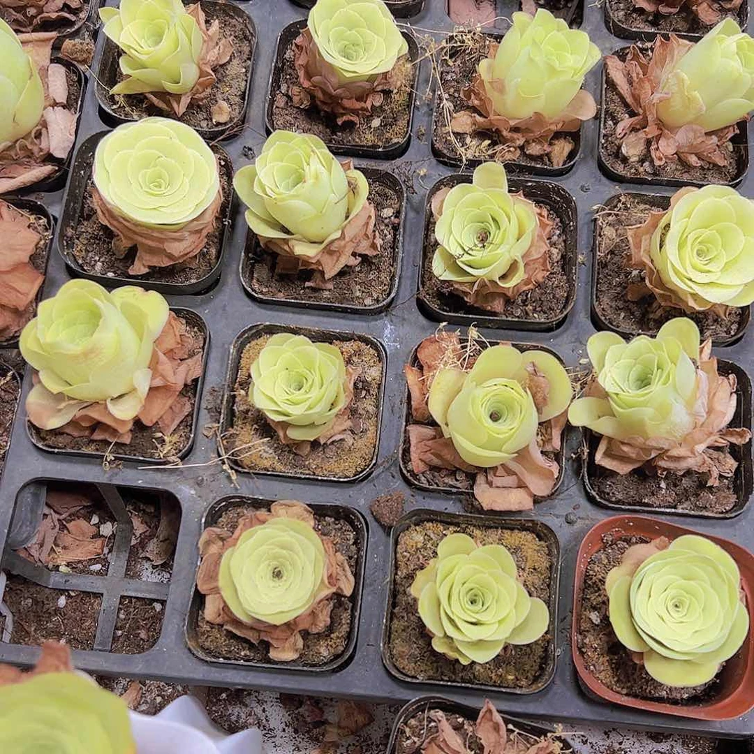 黄玫瑰5盆带盆带土