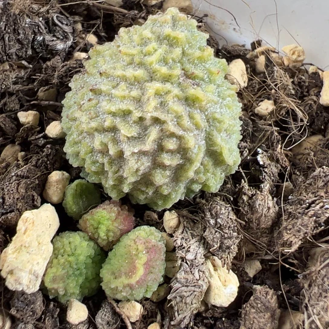 丸叶翠绿石水泡多肉植物水泡