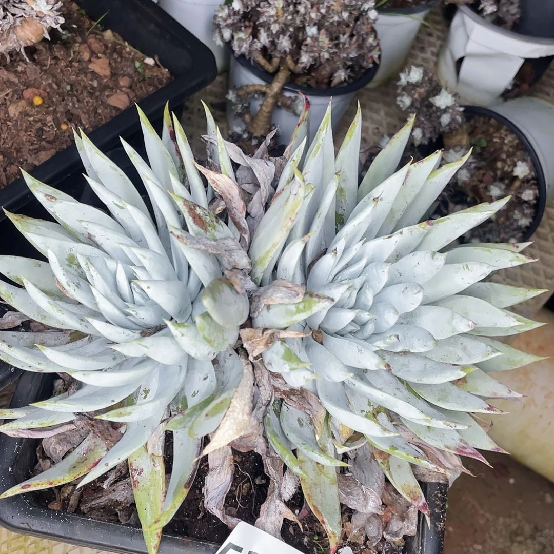 雪怒大群多头老桩5237