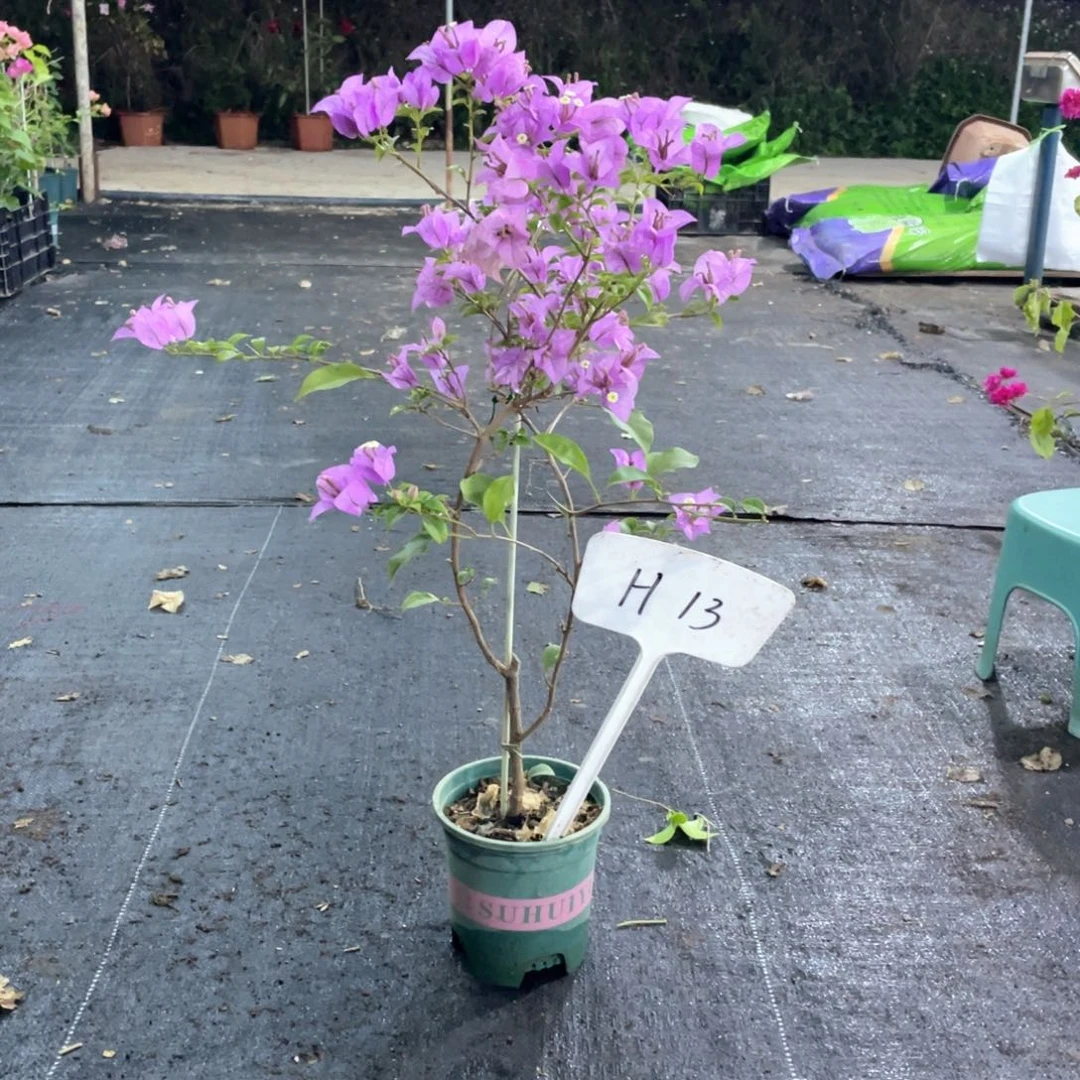 孔***雀大量花朵（建议范围：8朵-15朵 或40%以上）巴西紫H13