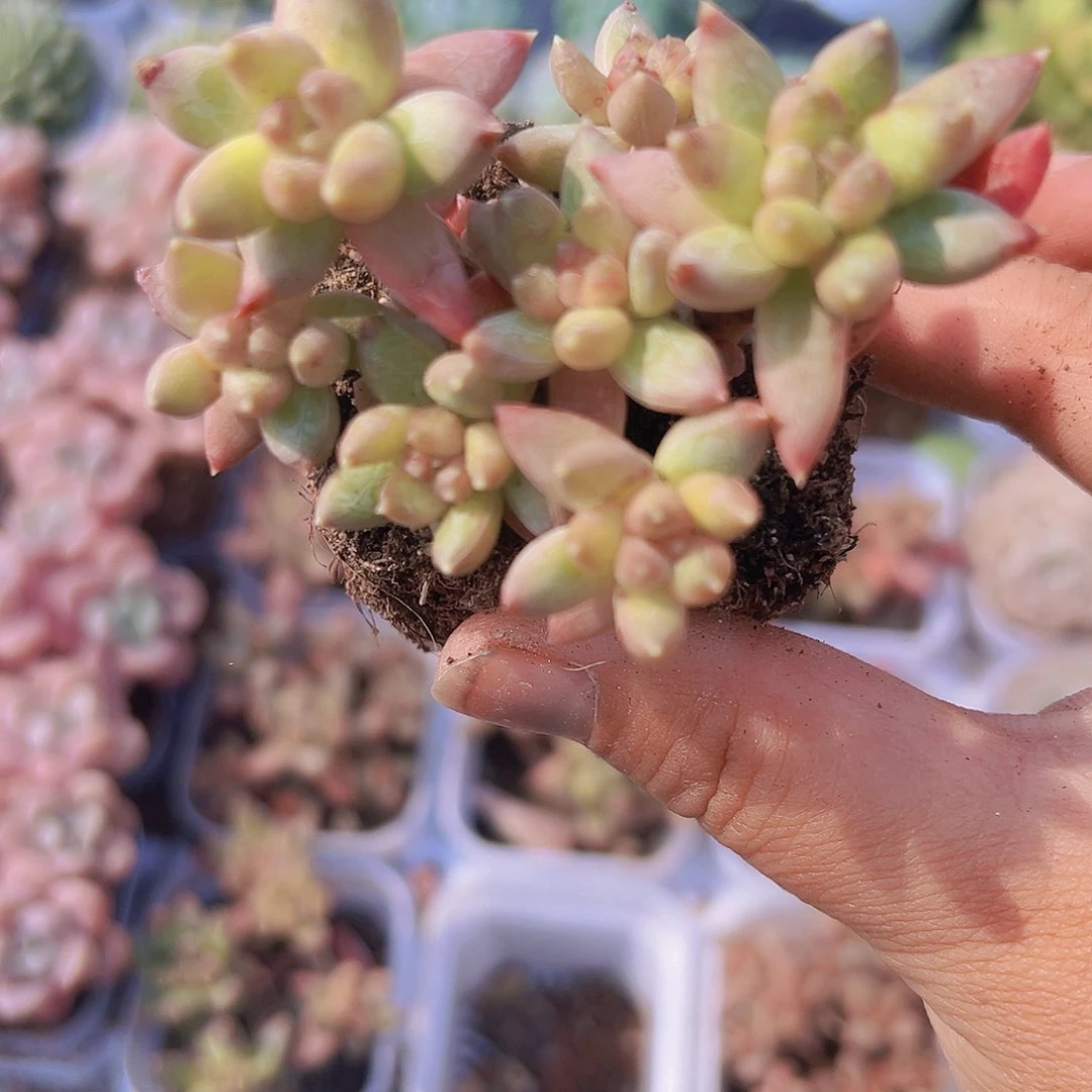 老桩炫彩星19包邮多肉