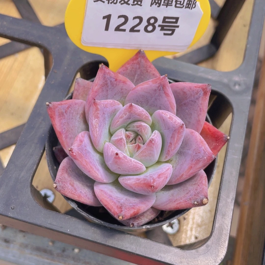 1228号 卡罗拉单头一个