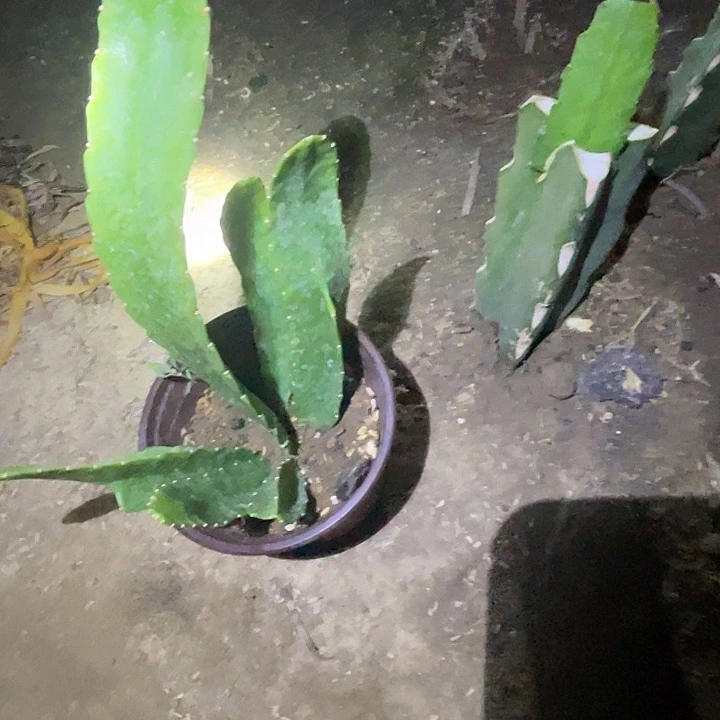 硬件荷花盆栽小粉苗子