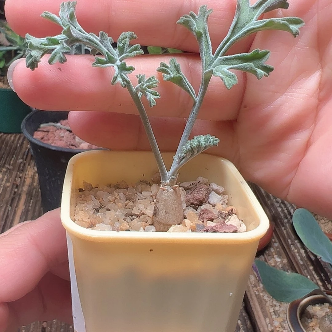 沉香鹿茸洋葵带盆包邮