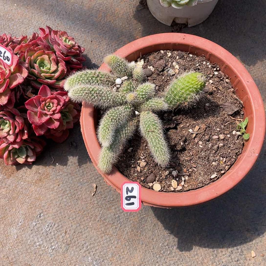 261九尾狐 十号 一物一拍多肉