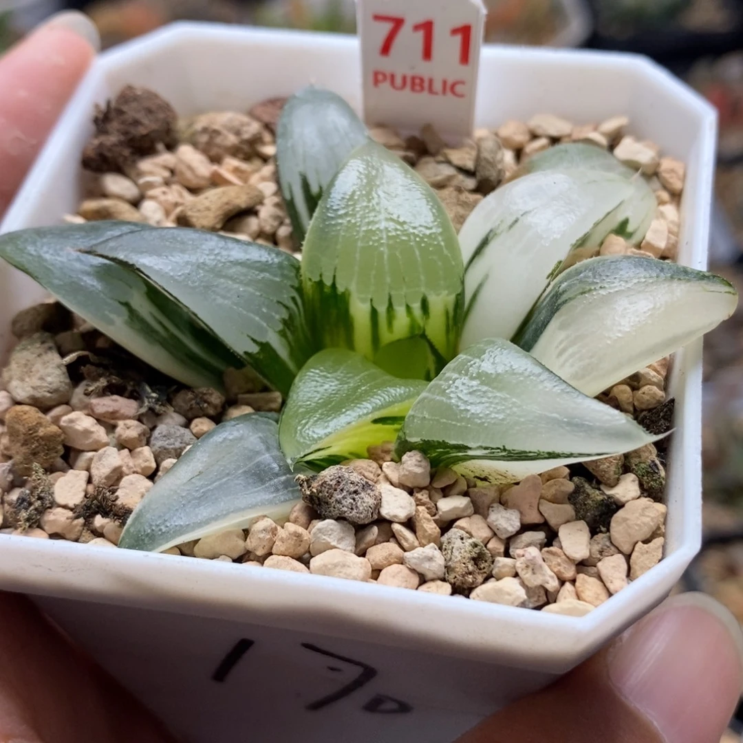 711裹实生克锦一物一拍