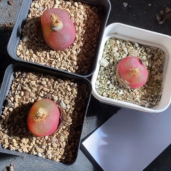 7349。   一组。 红丝绒带盆发货。