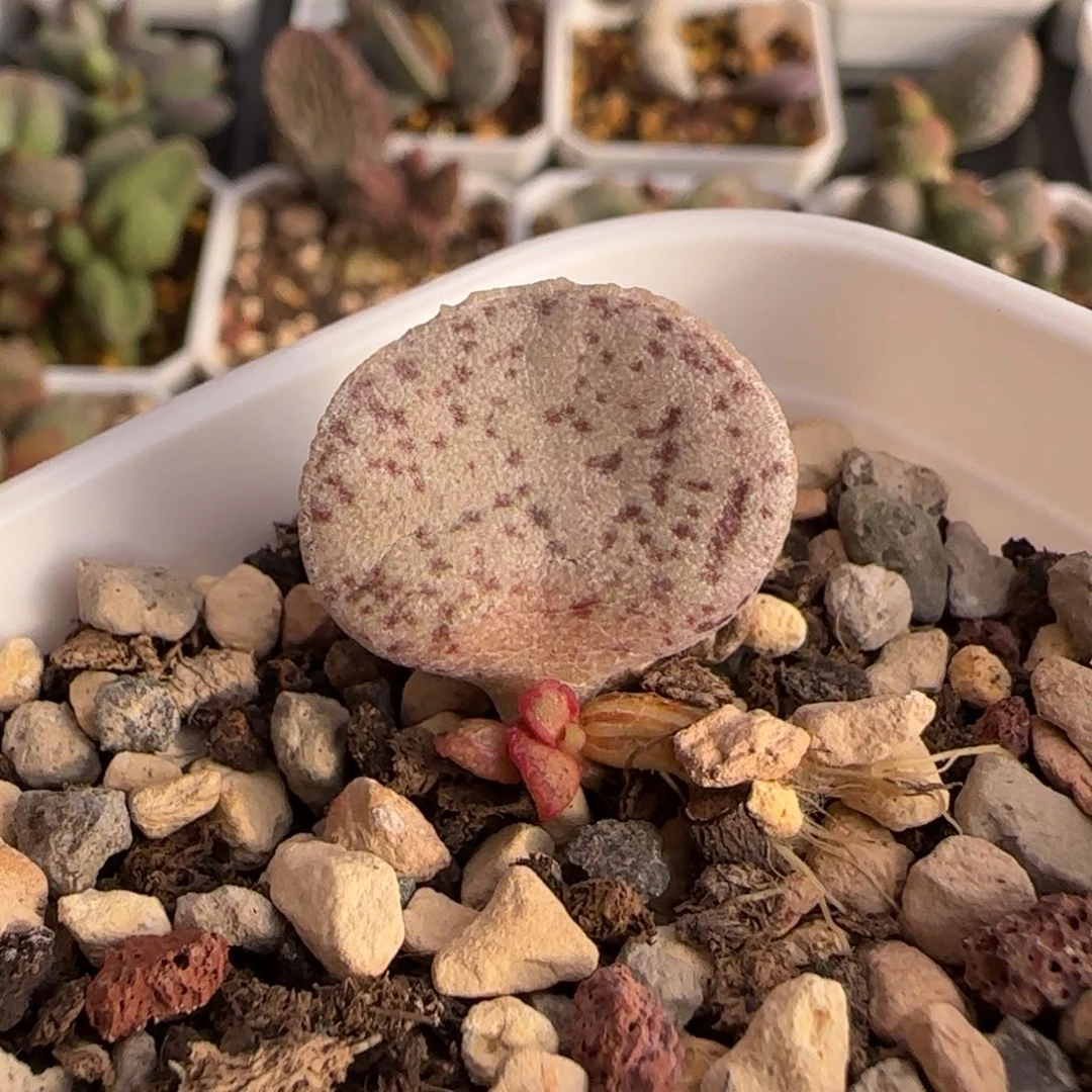 芝麻蛋水泡多肉植物水泡