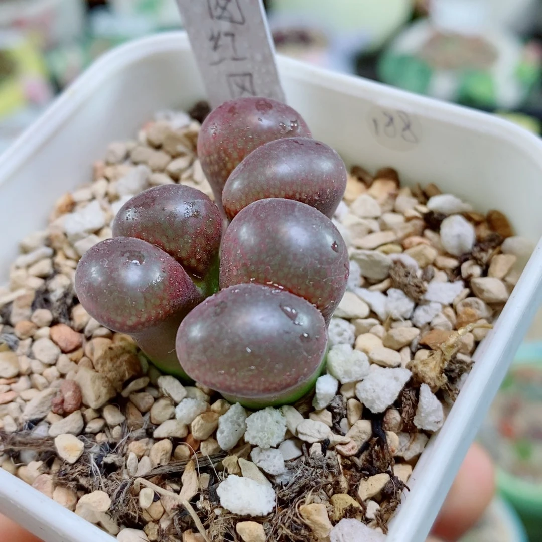 生石花花花花花花花花949