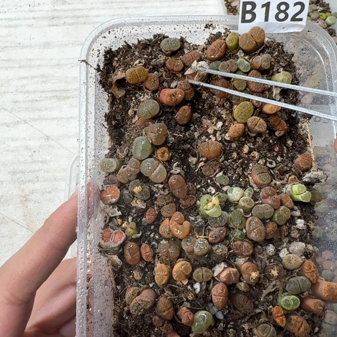 B182。彩色风铃一大盒