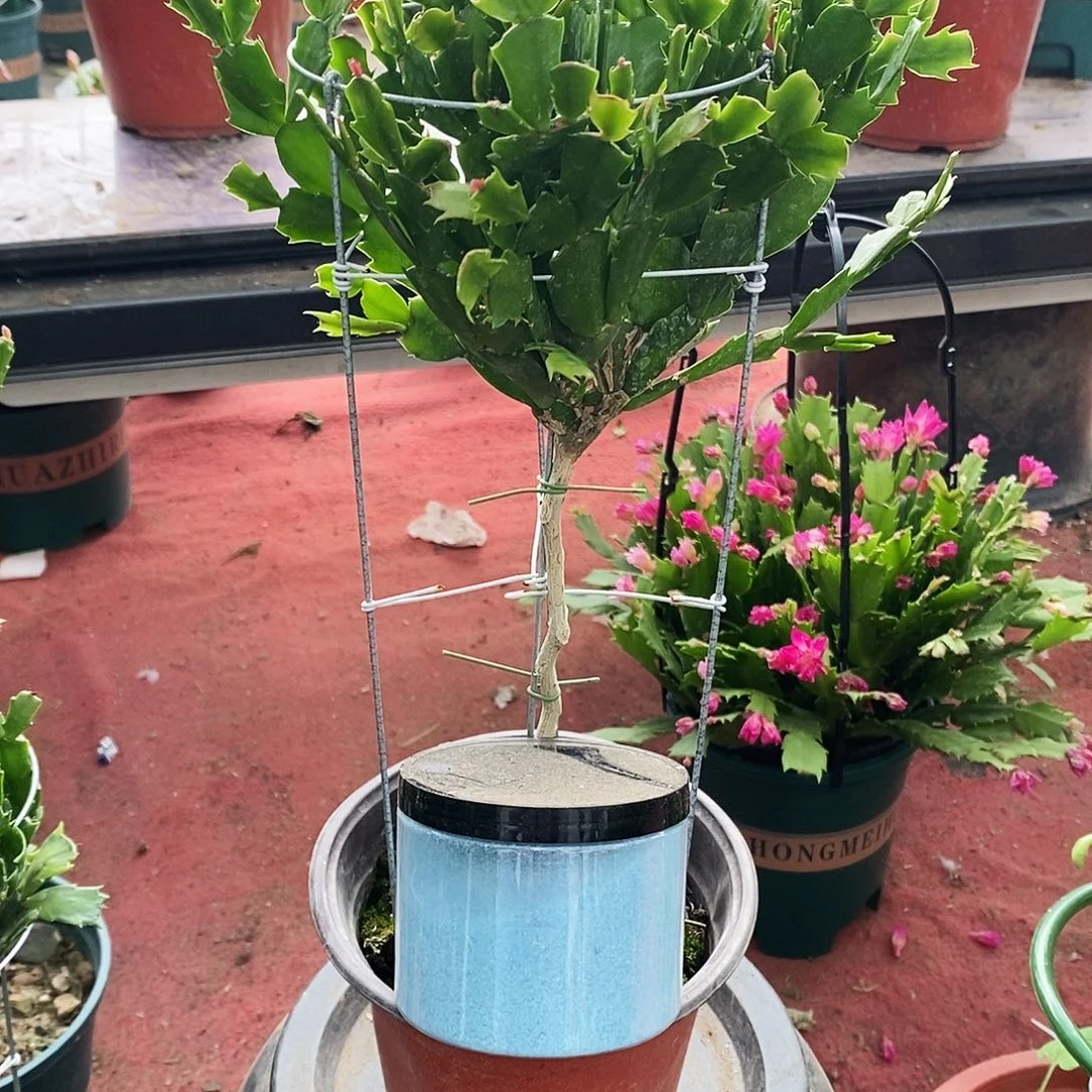 无花朵福利款肥料