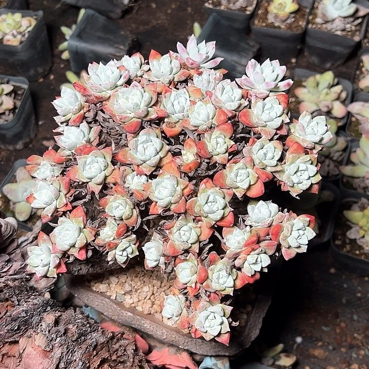 苹果叶群生哈哈哈哈