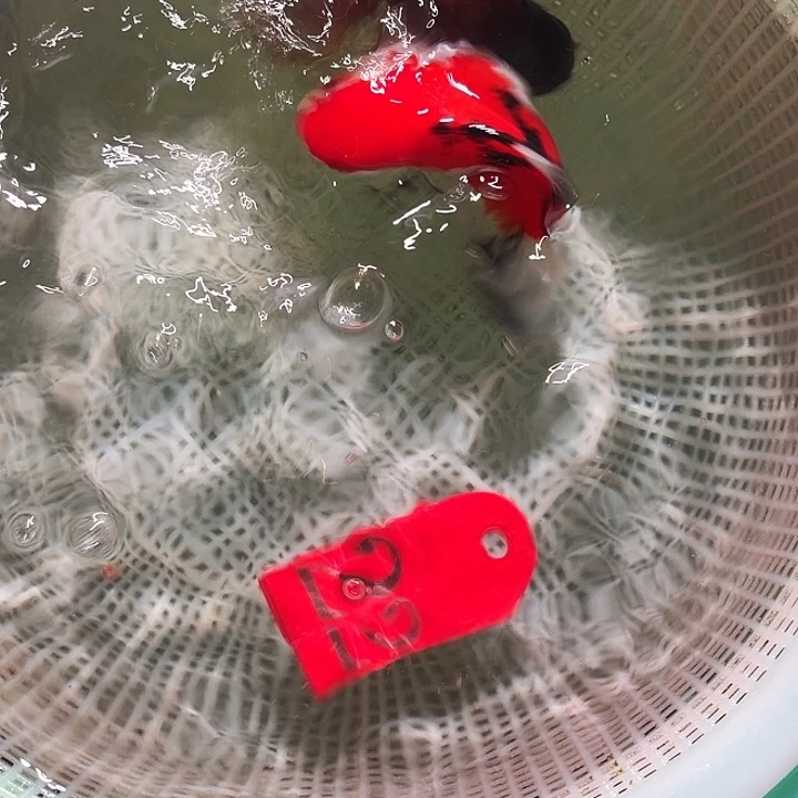 金鱼22号尺寸8-11区间