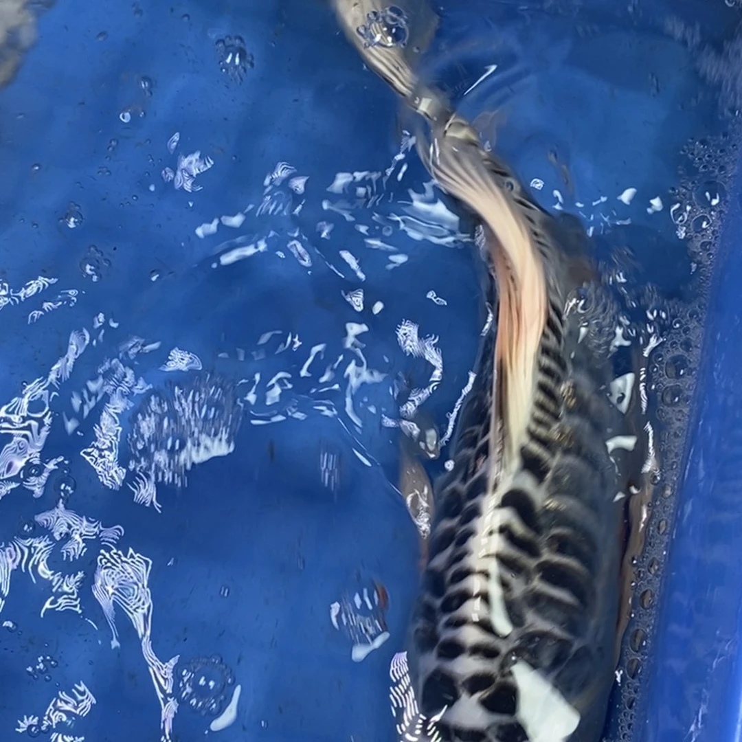 锦鲤冷水锦鲤包邮