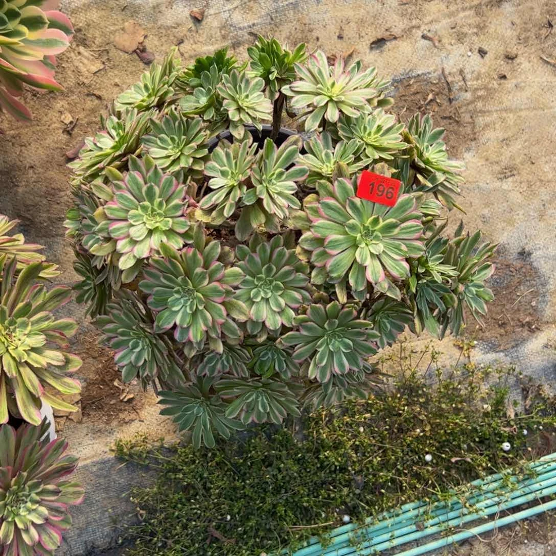 ?****196多肉植物发货花脸粉黛