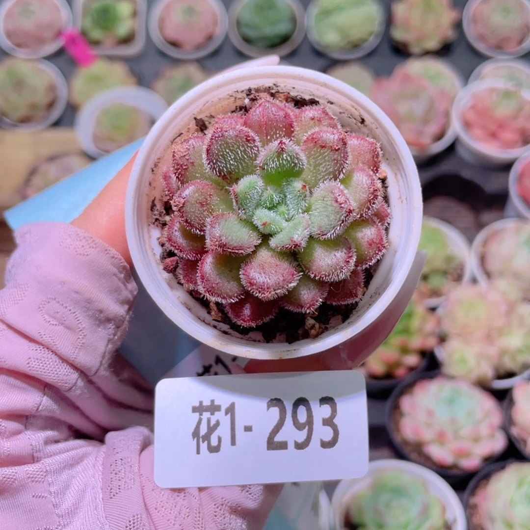花利美1-293红毛丹