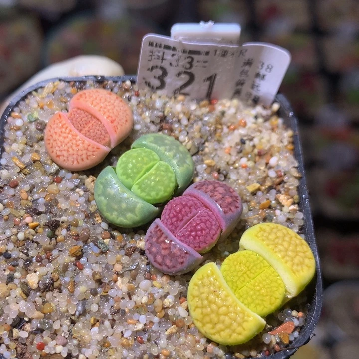 精品生石花33.321