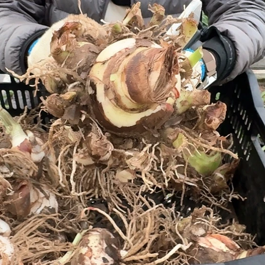 2023年杂交5号大坨坨 开花无售后