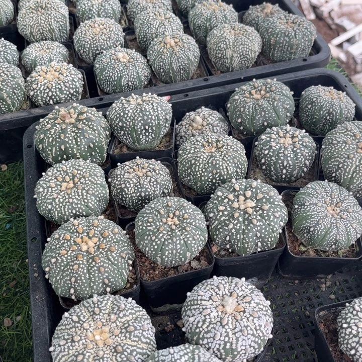 无花朵三个实生福利款