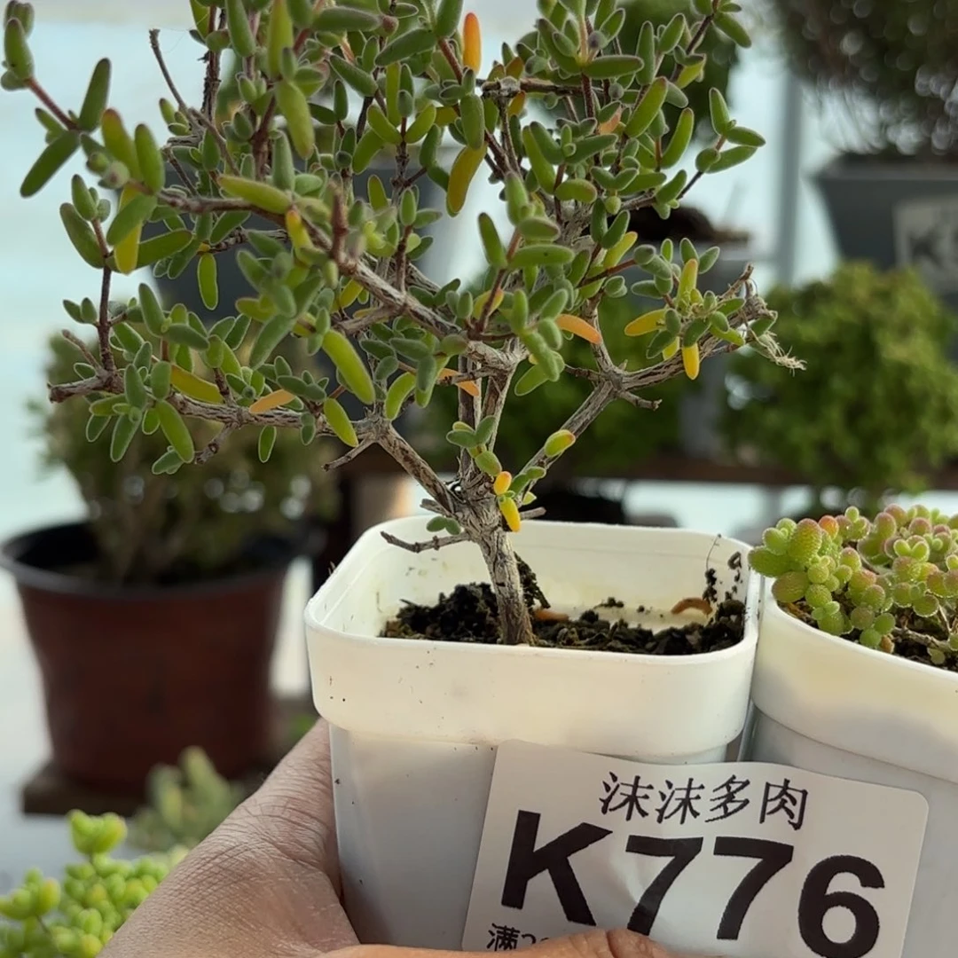 776碧玺和蜜橘组合