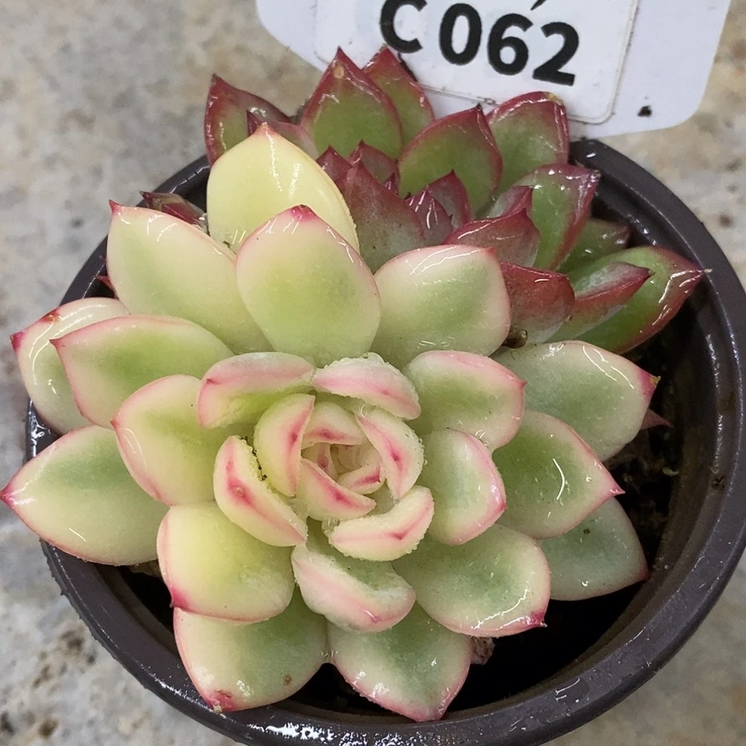 062雨燕座哈哈哈哈哈