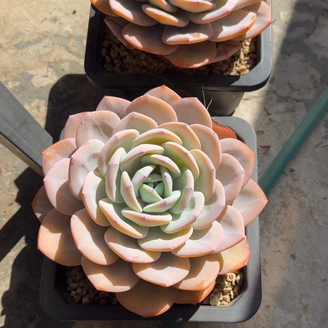 再***好多肉植物奶茶系列