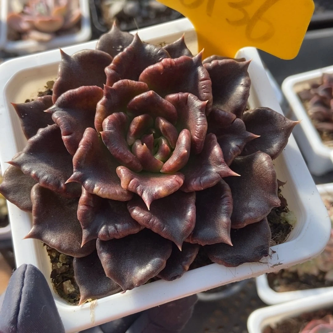 6136黑饺子皮多肉植物