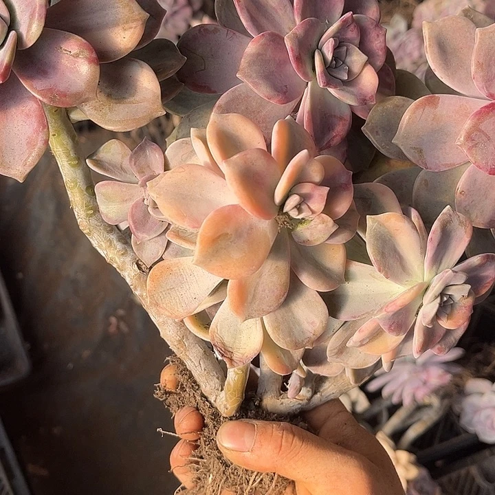 彤***依紫乐景53号多肉植物