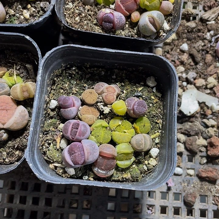 6.5方生石花带盆土