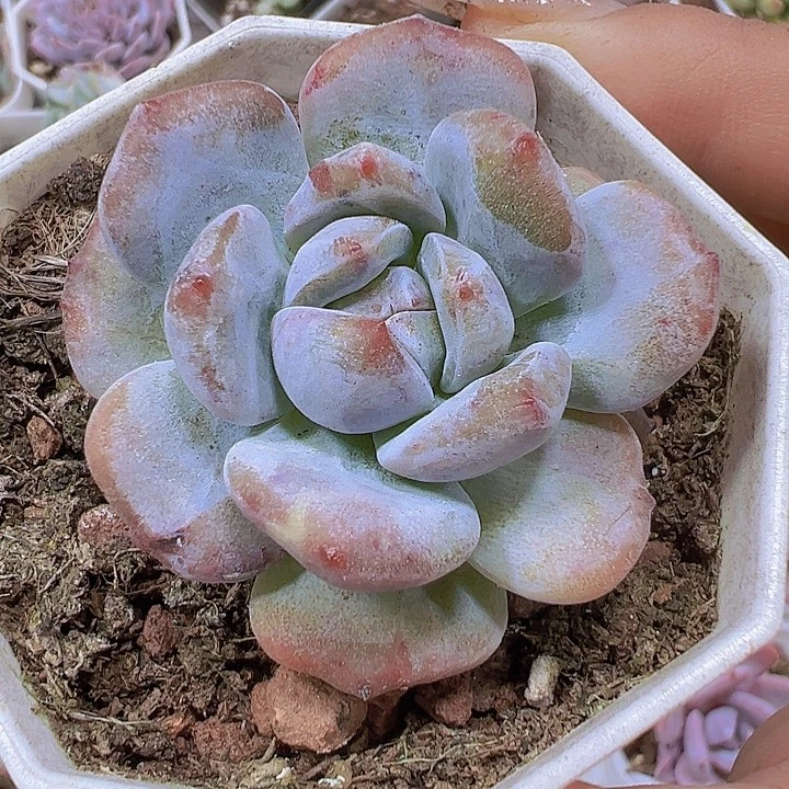 橙子石化样品19包邮
