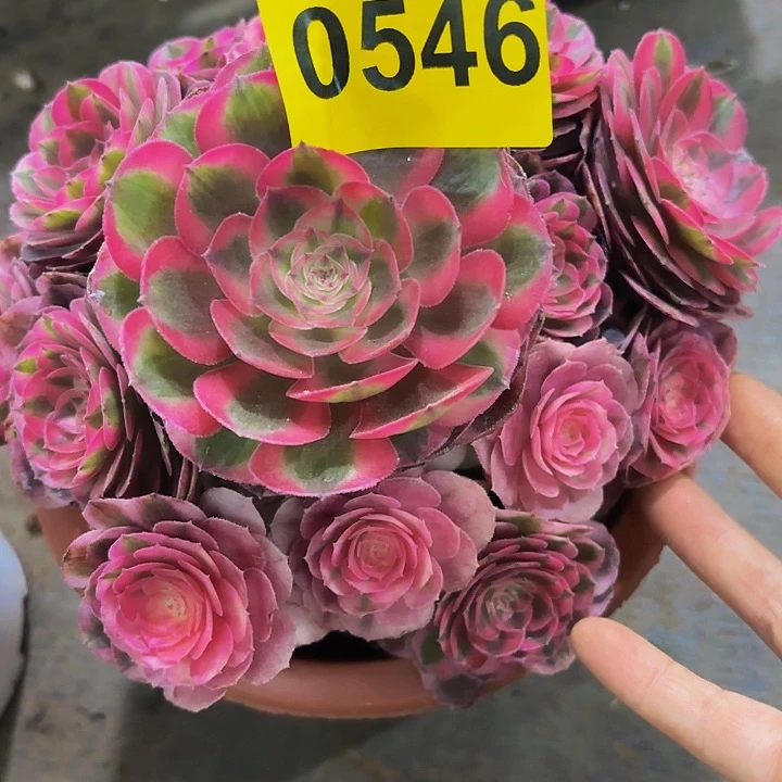 多肉植物倾城的546