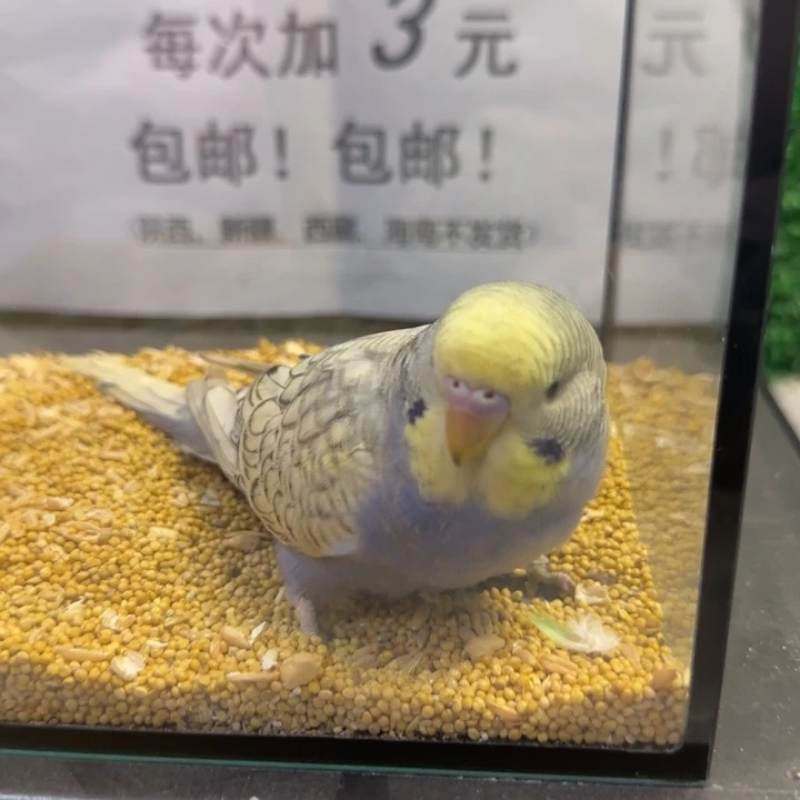 虎皮鹦鹉大头虎皮鹦鹉