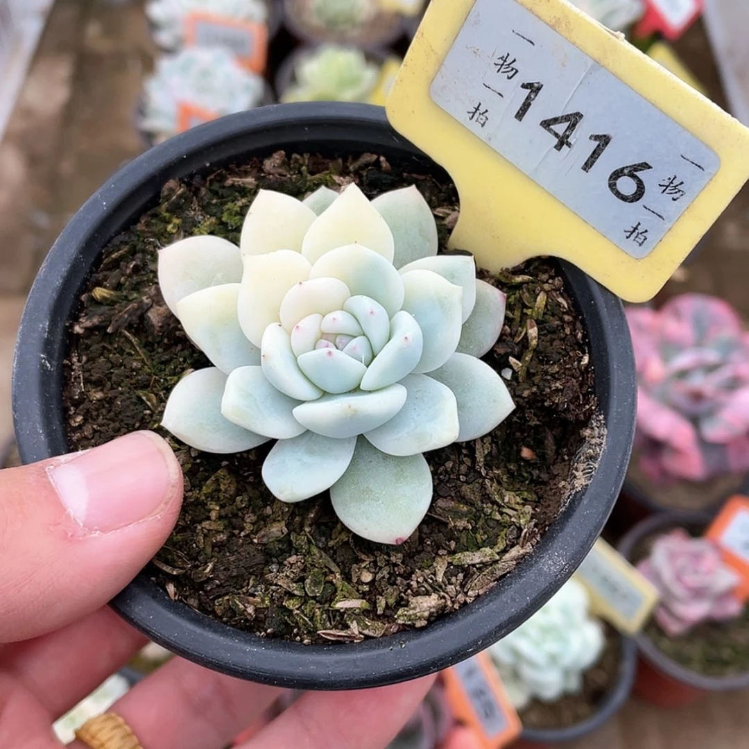 【闪购商品】1416号